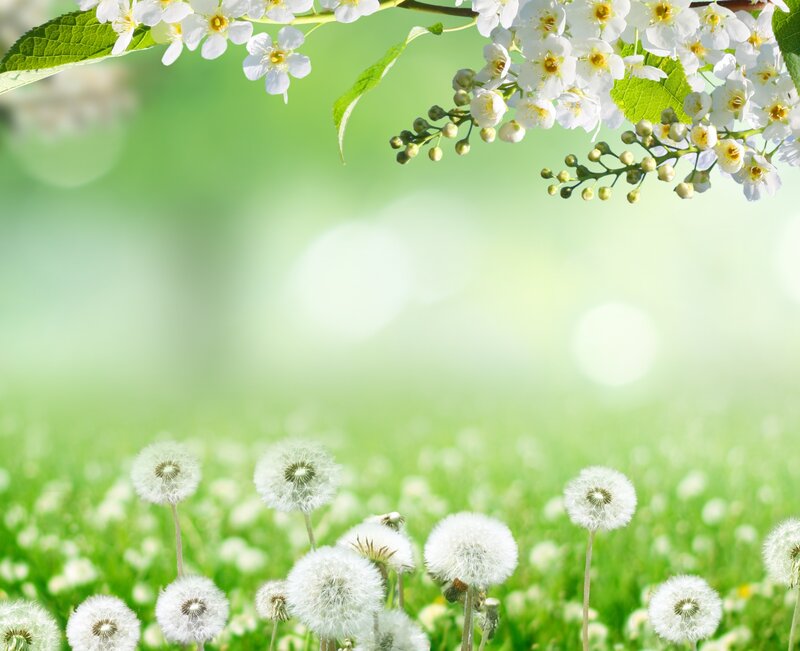 Dandelion Field with Blossoms