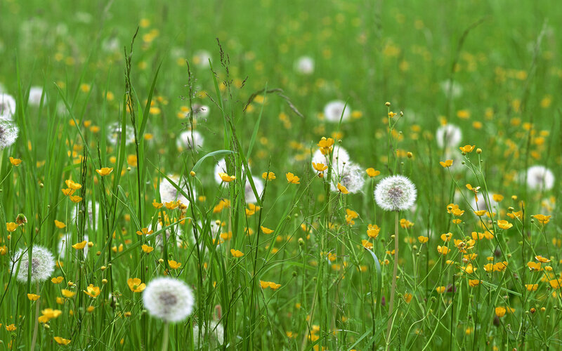 Dandelion Field with Buttercups