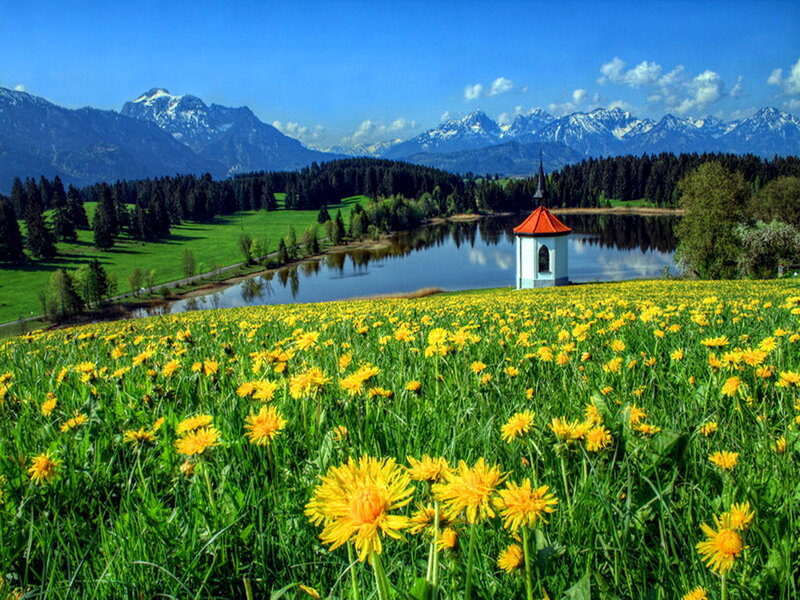 Dandelion Field with Chapel
