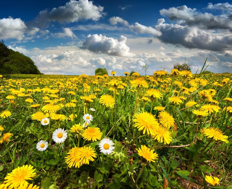 Dandelion Field with Daisies — Yellow, Serene, Afternoon