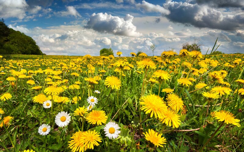 Dandelion Field with Daisies — Yellow, Serene