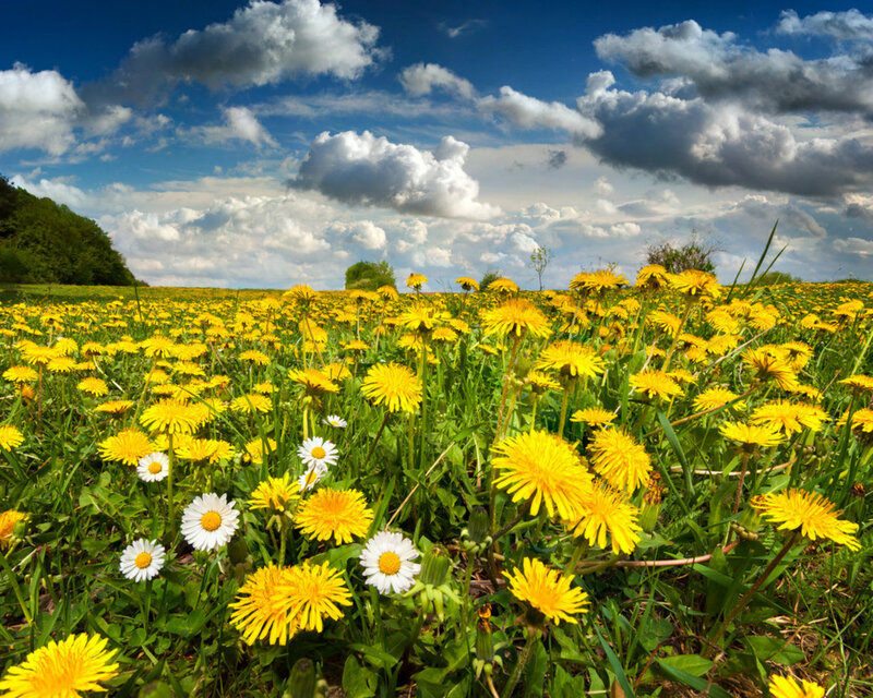 Dandelion Field with Daisies — Yellow
