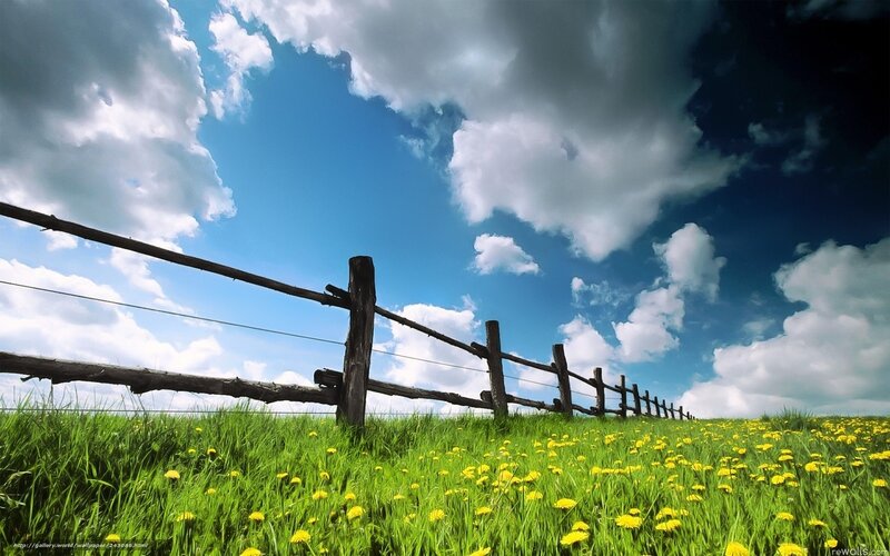 Dandelion Field with Fence — Green, Serene, Afternoon, Photograph