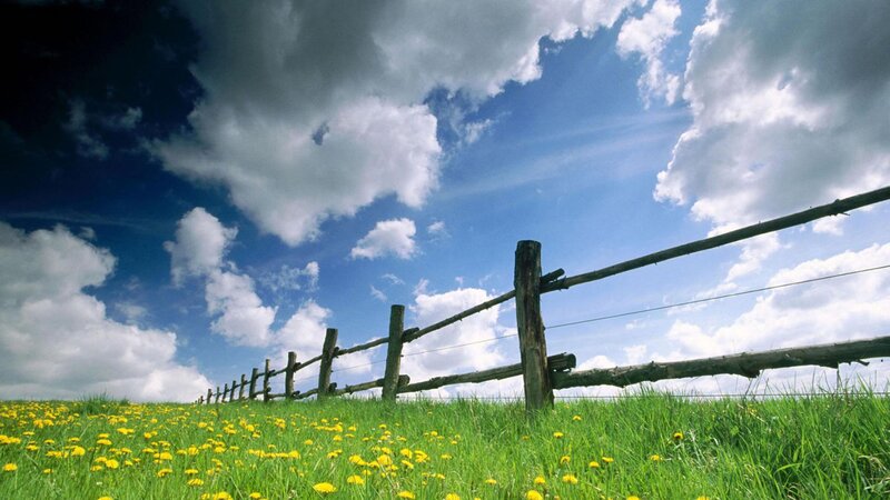 Dandelion Field with Fence — Green