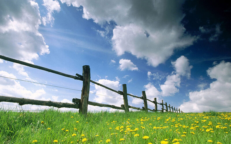 Dandelion Field with Fence