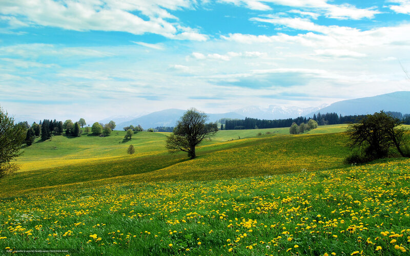 Dandelion Field with Hills