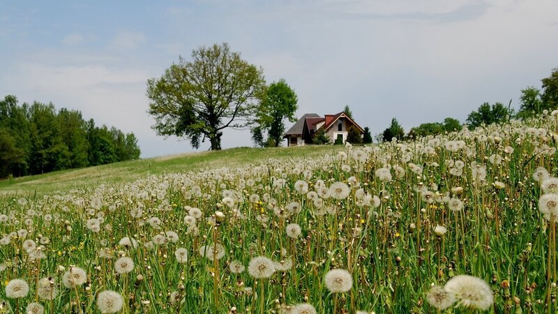 Dandelion Field with House — Green, Serene, Afternoon