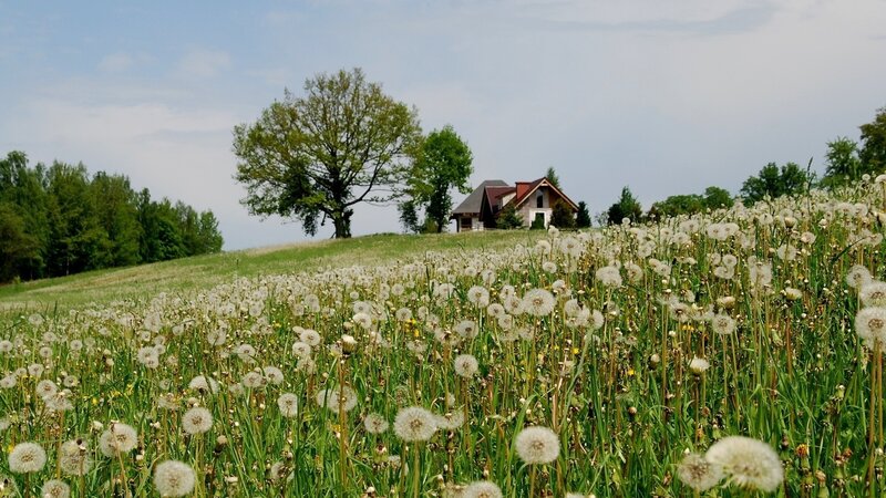 Dandelion Field with House — Green, Serene, Summer