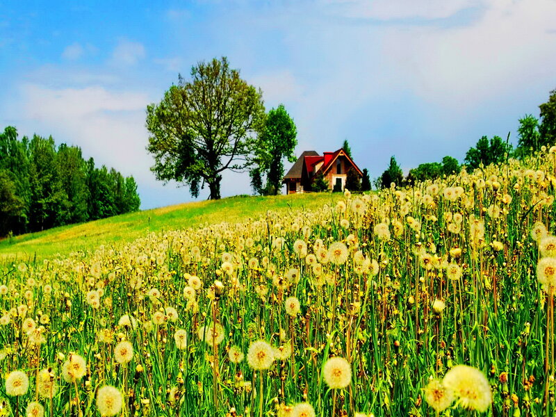 Dandelion Field with House — Green, Serene
