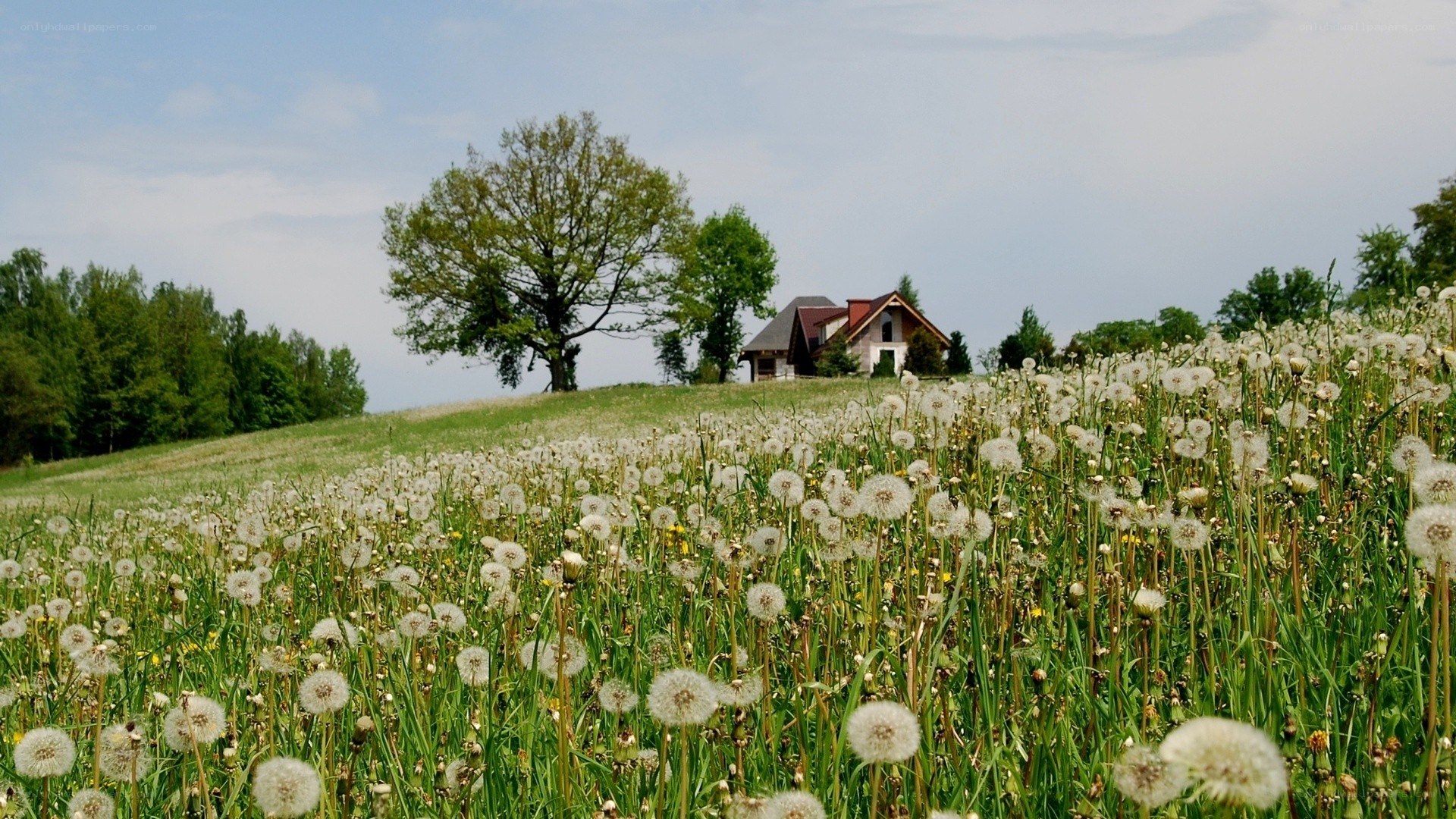 Dandelion field with house in distance