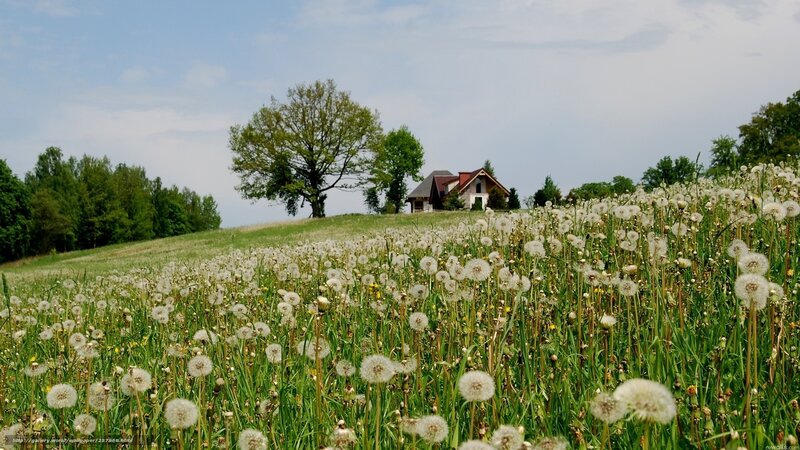 Dandelion field with house
