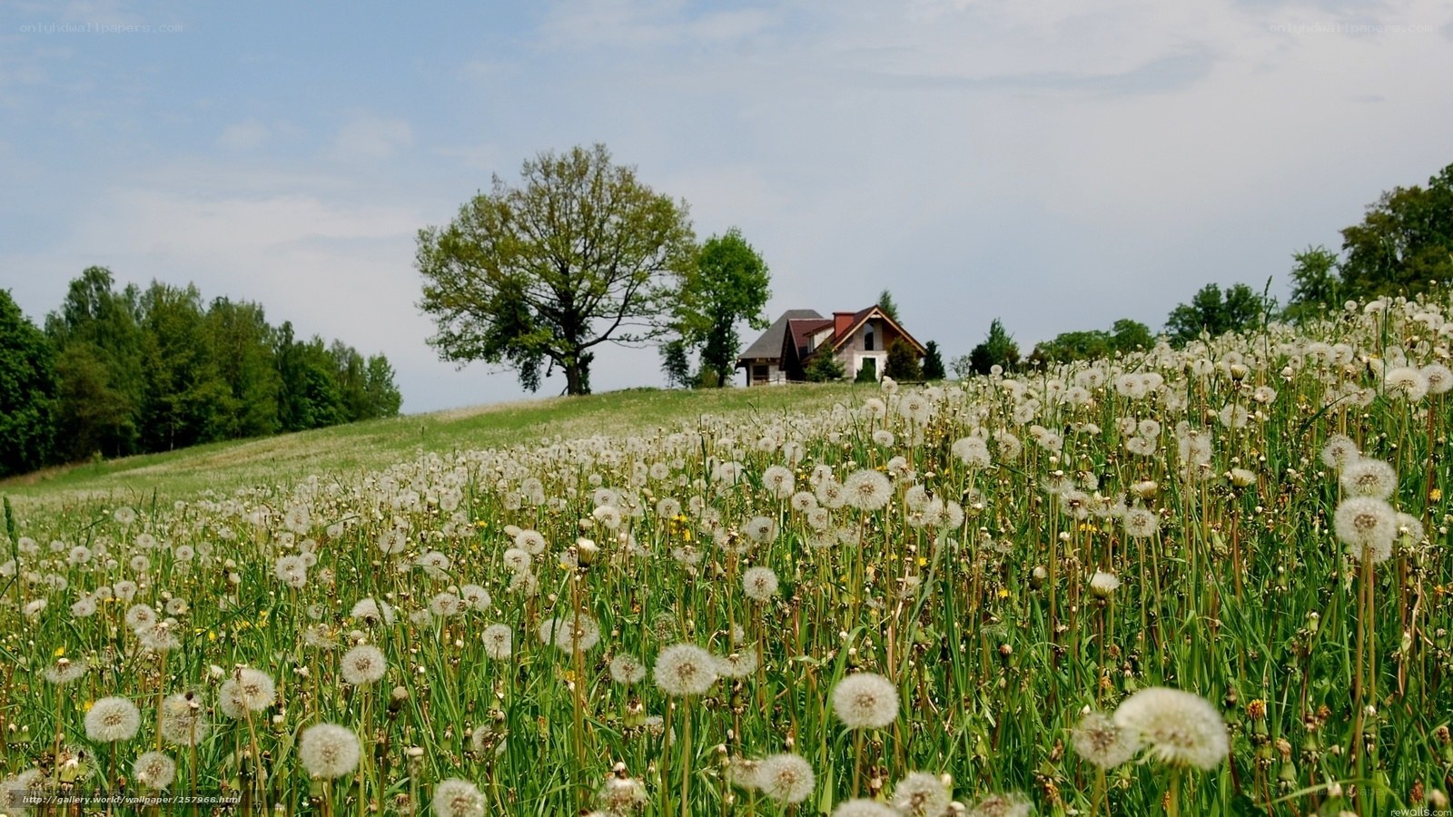 Dandelion field with house