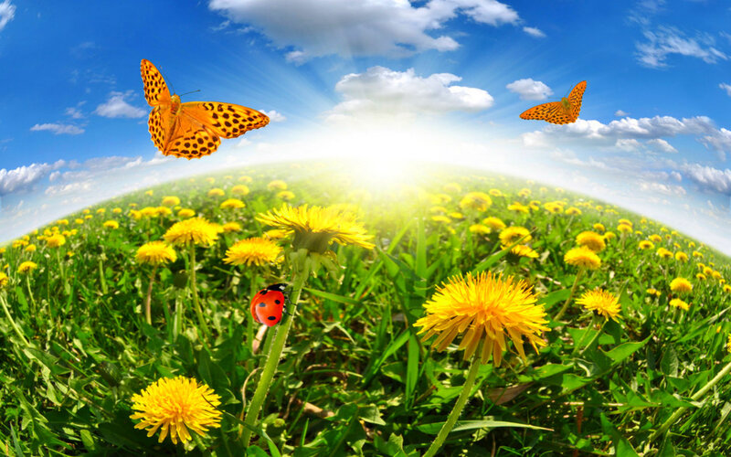 Dandelion Field with Insects
