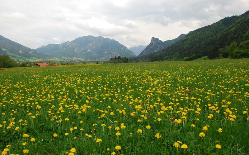 Dandelion field with mountains