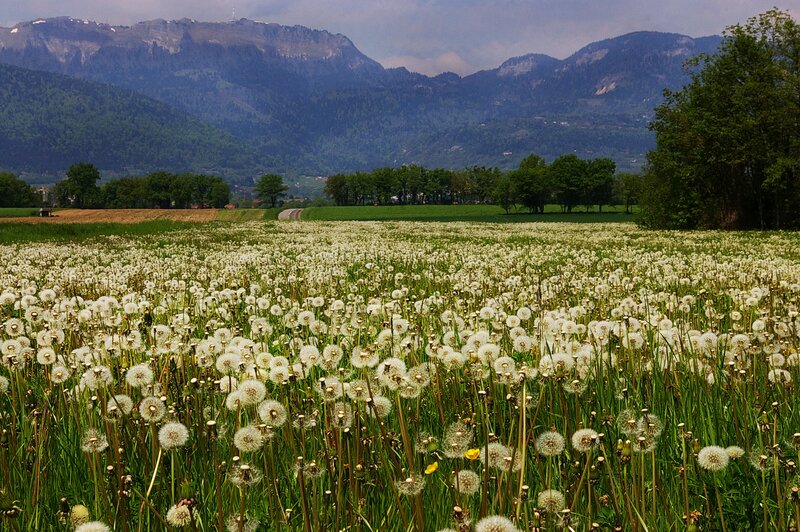 Dandelion field with mountains