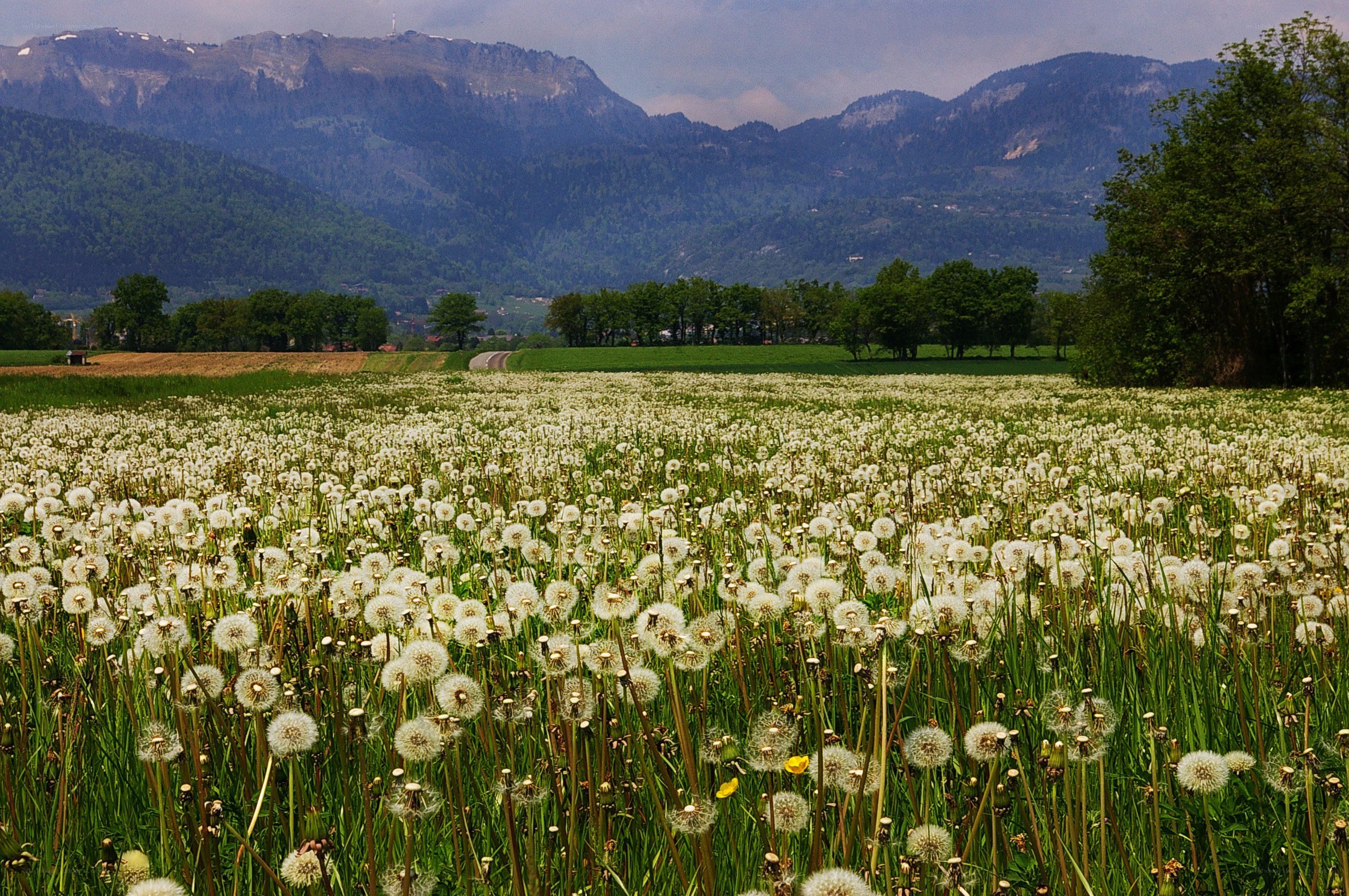 Dandelion field with mountains