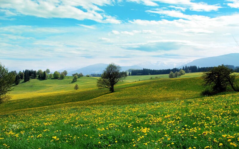 Dandelion Field with Mountains — Green, Serene