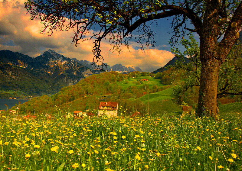 Dandelion Field with Mountains — Green