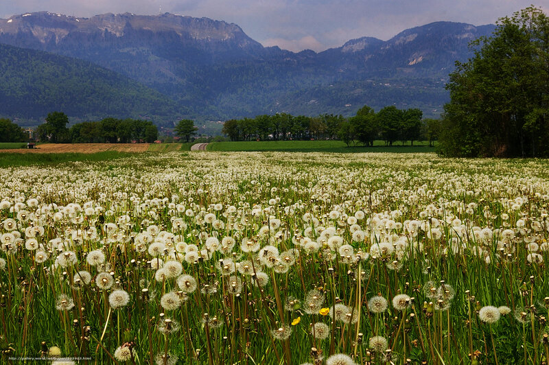 Dandelion field with mountains