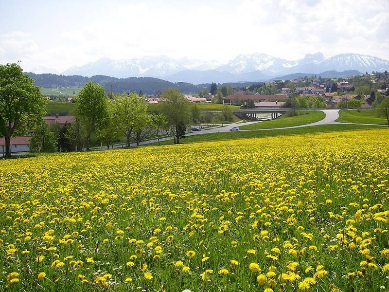 Dandelion Field with Mountains — Yellow