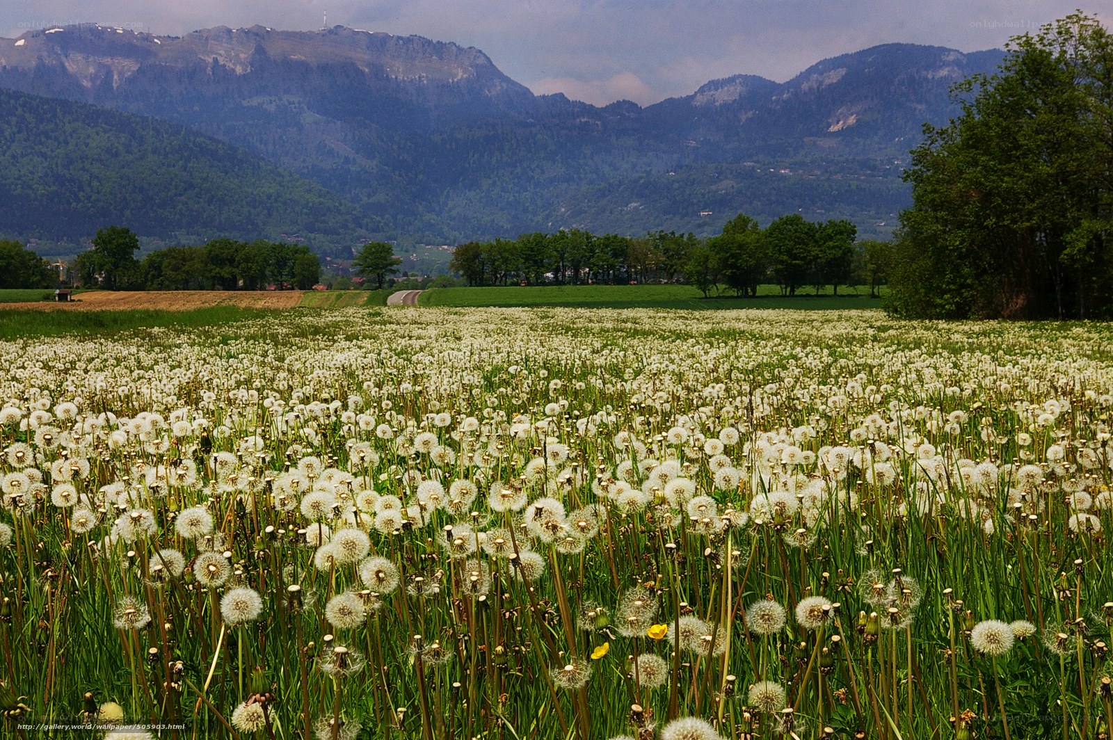 Dandelion field with mountains