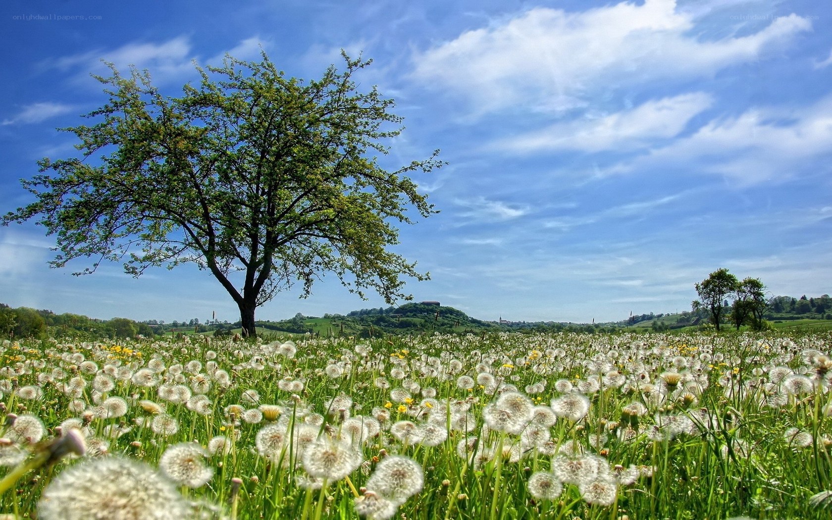 Dandelion field with solitary tree
