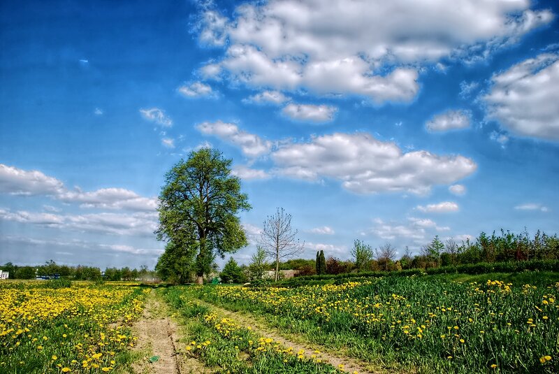 Dandelion Field with Tree — Blue