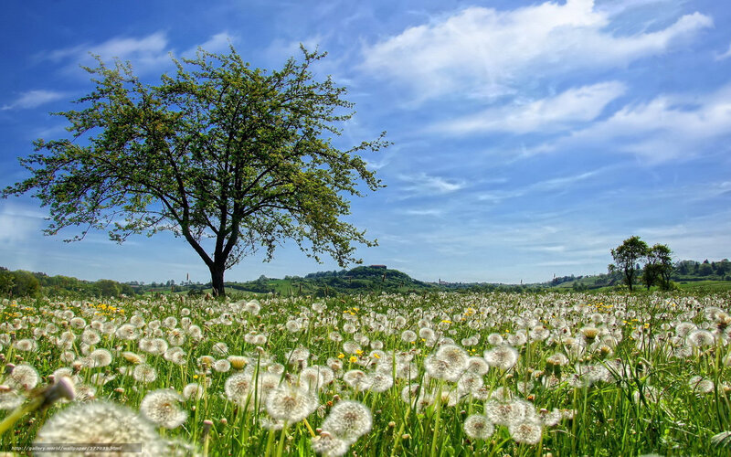 Dandelion Field with Tree — Green, Serene, Spring