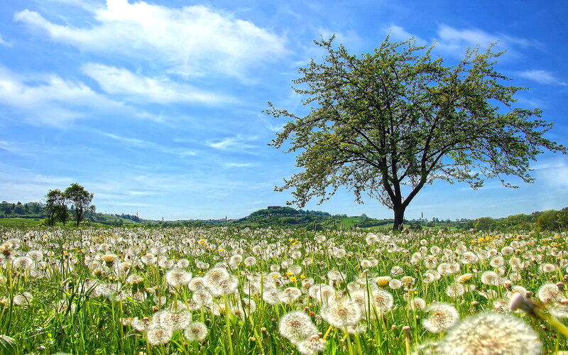 Dandelion Field with Tree — Green, Serene