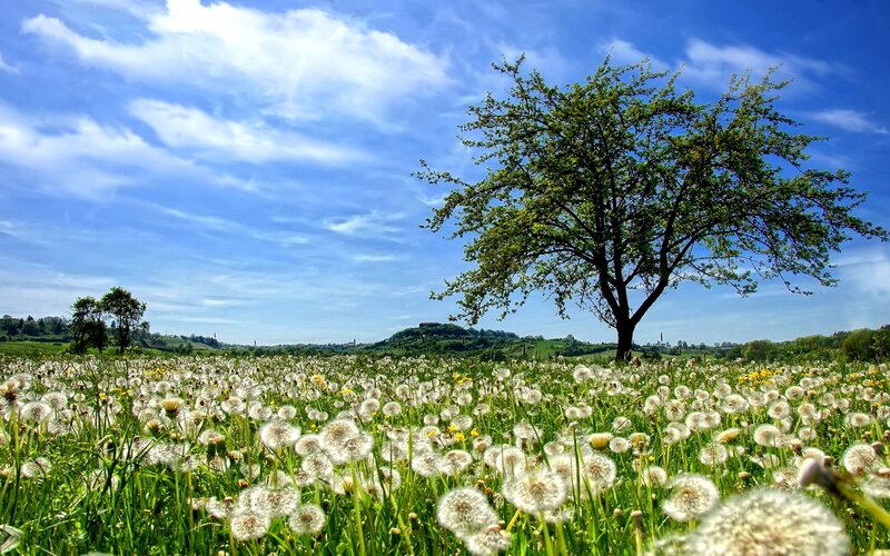 Dandelion Field with Tree