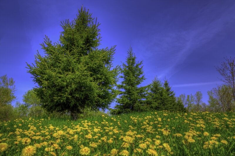 Dandelion Field with Trees — Green