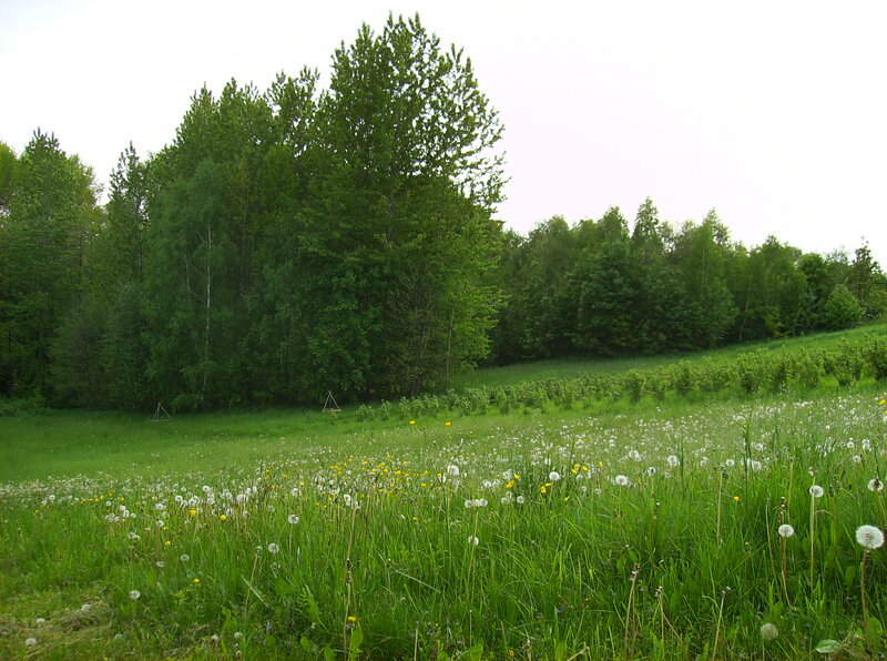 Dandelion Field with Trees