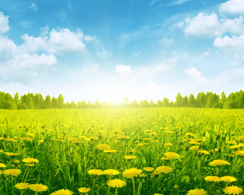 Dandelion Field — Yellow, Serene, Afternoon