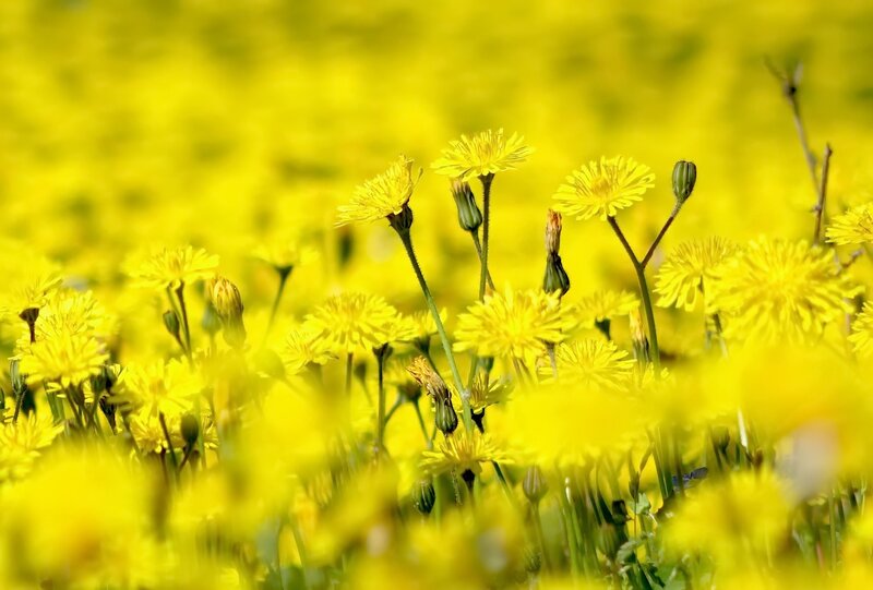 Dandelion Field — Yellow, Serene, Spring