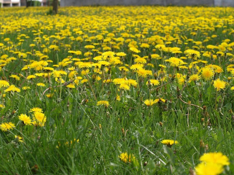 Dandelion Field — Yellow