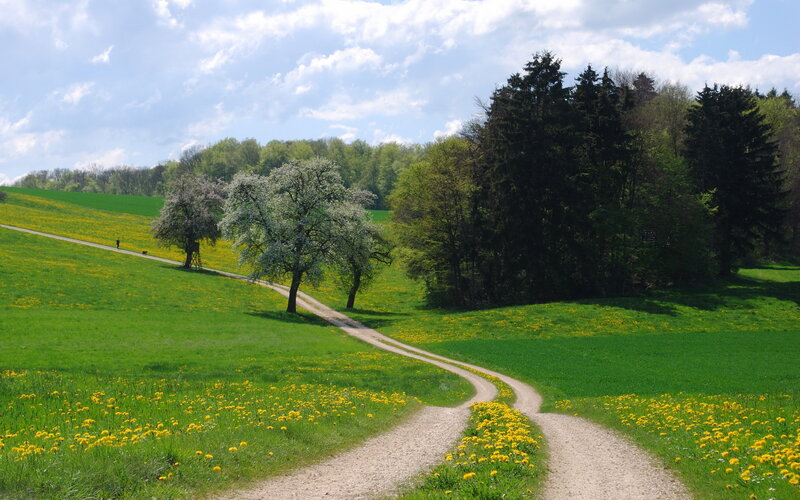 Dandelion Fields and Path