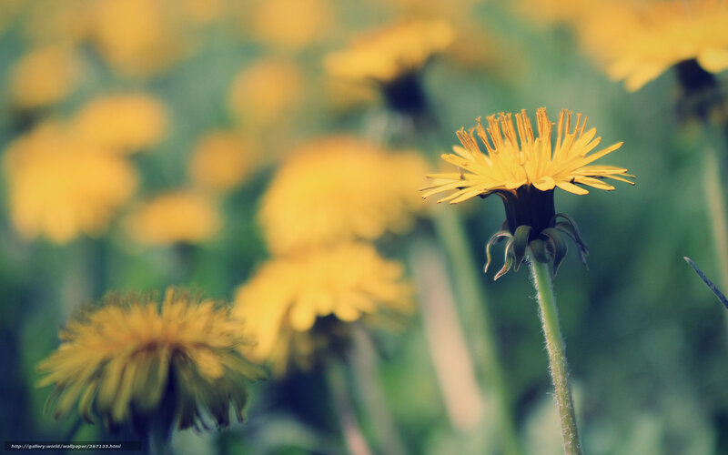 Dandelion Flower in Field