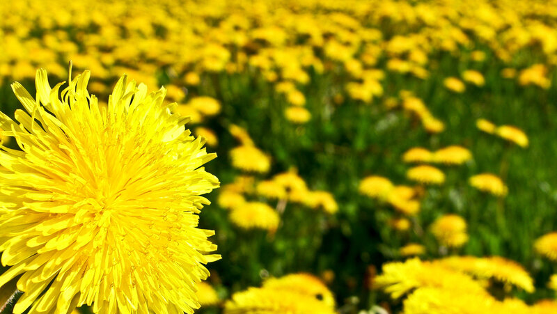Dandelion Flower in Field — Yellow