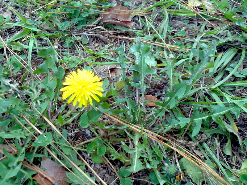 Dandelion Flower in Grass