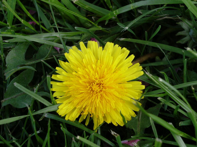 Dandelion Flower in Grass — Yellow, Natural