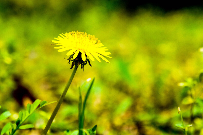 Dandelion Flower in Grass — Yellow, Serene