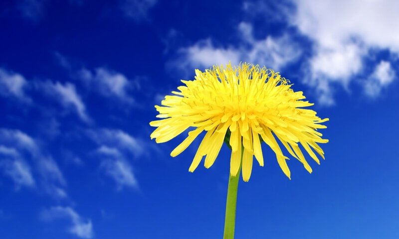 Dandelion Flower