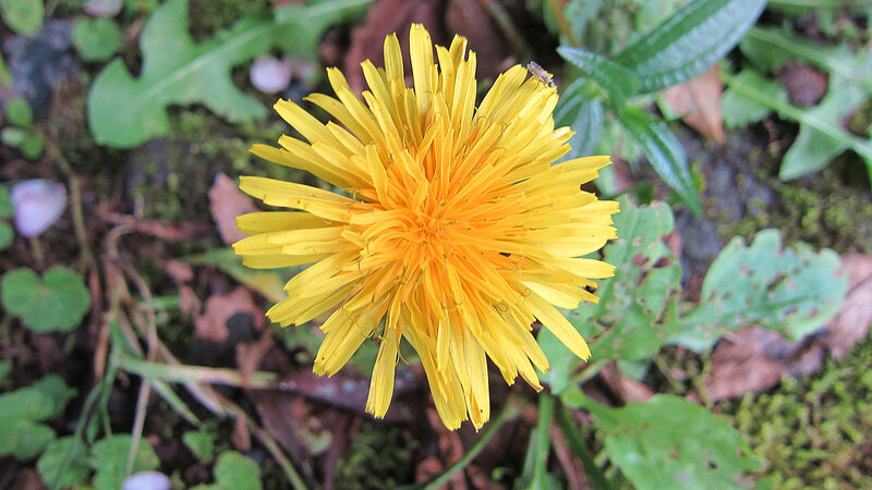 Dandelion Flower with Bee