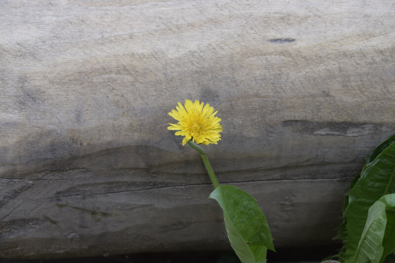 Dandelion Flower — Yellow, Calm