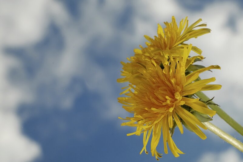 Dandelion Flower — Yellow