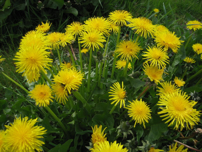 Dandelion Flowers in Bloom
