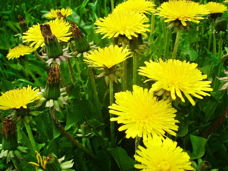 Dandelion Flowers in Field