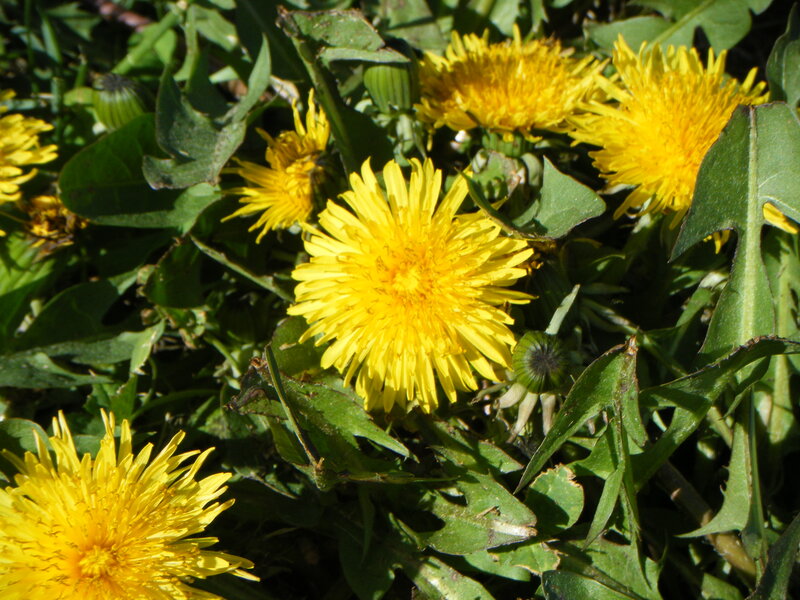 Dandelion Flowers