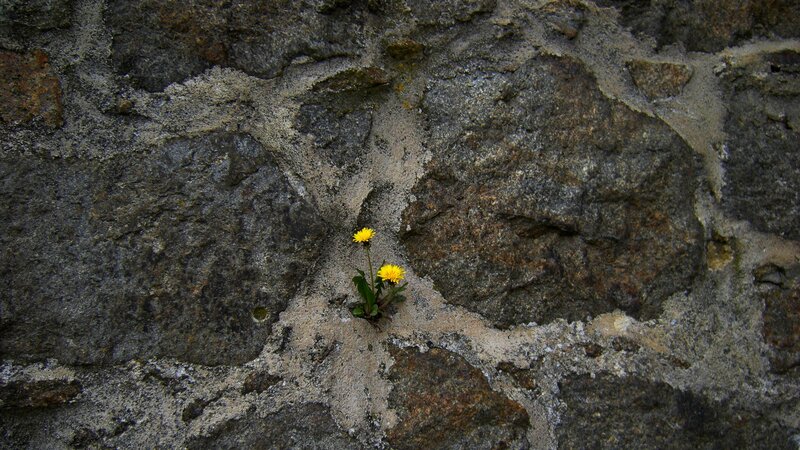 Dandelion growing in stone wall