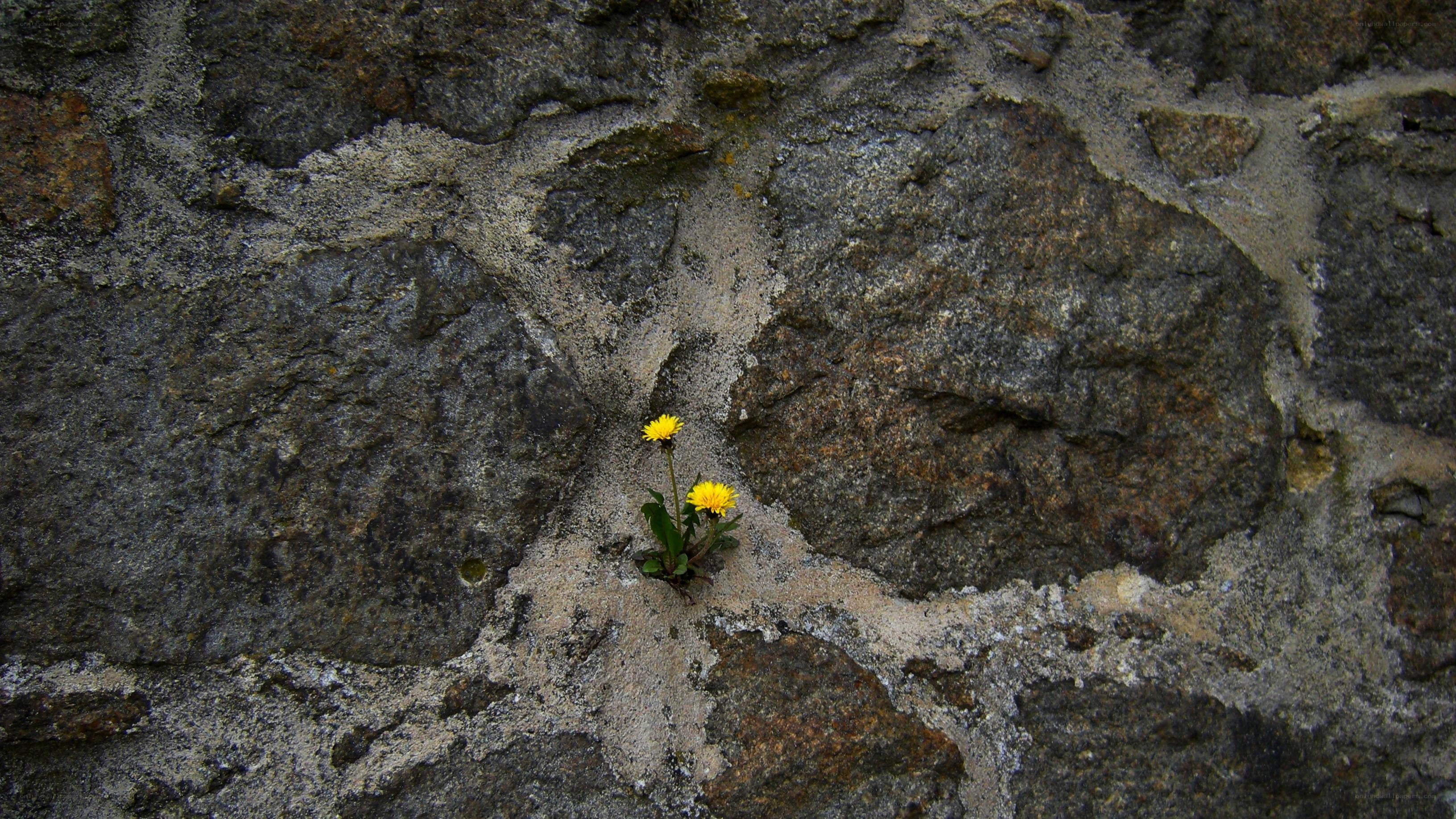 Dandelion growing in stone wall